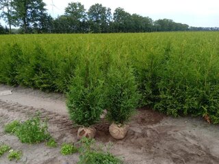 Ca. 50x Coniferen Thuja Brabant 125 tot 150 centimeter (exclusief klui